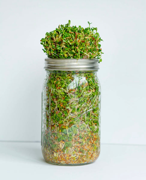 Grow yours own Sprouts Kit