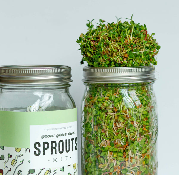 Grow yours own Sprouts Kit